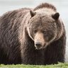 GoGriz's profile picture