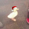 Profilbild von Duck