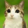 iuoxl's profile picture