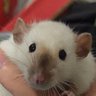 爱国者's profile picture