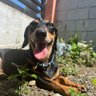 Doxies's profile picture