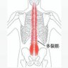 多裂筋 的头像