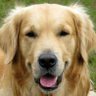 Profilbild von Armaron