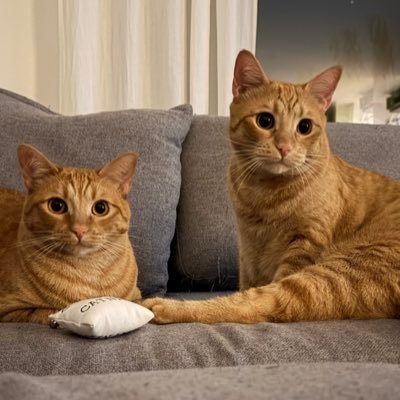 I rossini Bros. + l’Alessandro 🇪🇺🎾's profile picture