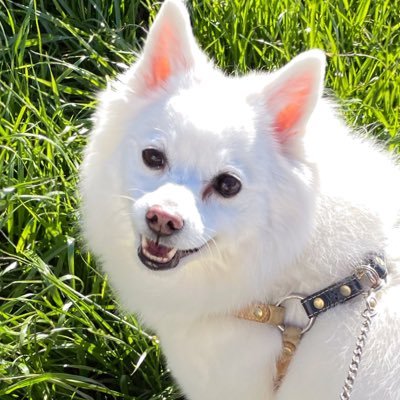 inoao's profile picture