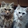 がんサバイバー介護士 福太郎 profil fotoğrafı