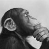 Фото профиля Crazy Monkeys