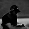 العــ نقوشي ـــم 🇰🇼 profil fotoğrafı