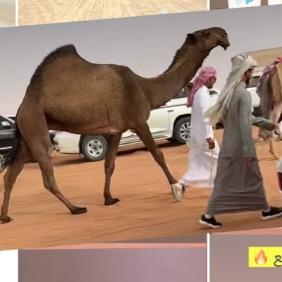 SaodAlotaibi50's profile picture