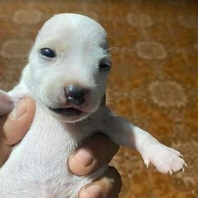meli3p's profile picture