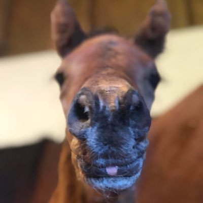 CharlockStud's profile picture