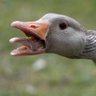 Фото профиля Goosey