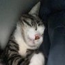 Profilbild von Toe-Knee