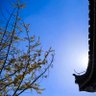 倔强青铜 profil fotoğrafı