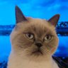 Ahmet Devran's profile picture
