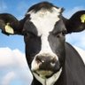 Krowa 🐄 🐮 的头像
