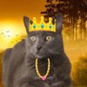 Fritz - The Cat ! profil fotoğrafı