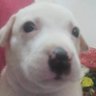 Perritodespintado's profile picture