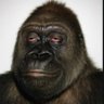 Profilbild von Frank Godffrey