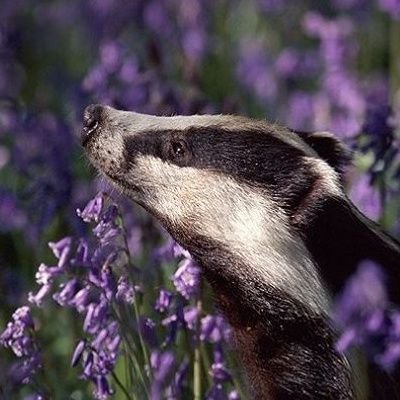 predictio_star's profile picture