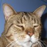 ThunderGogs profil fotoğrafı