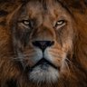 Baludão e Baludinho ! 🦁🦁🦁's profile picture