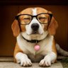dogturd profil fotoğrafı