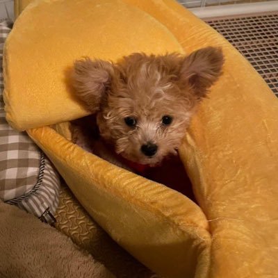 nomchocjie's profile picture