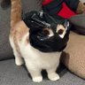 仮面ニャンダー's profile picture