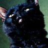 FactCat profil fotoğrafı