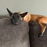 Only malinois's profile picture