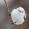 ただの鳥 profil fotoğrafı