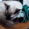 FORA, GAMBÁ VESTIDO DE VERDE! profil fotoğrafı