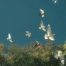 🕊️'s profile picture