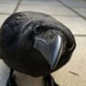Benard Nyutu profil fotoğrafı