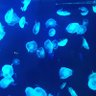 Фото профиля 日班猎人