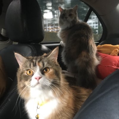 dea's profile picture