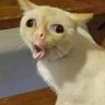 Фото профиля MeowtopianCitizen