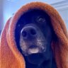 OfTheNorth's profile picture