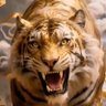 George Luntsford's profile picture