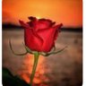 Amal Hamdy's profile picture