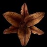 Фото профиля Samia