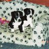 Reilly85 profil fotoğrafı