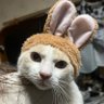 きょろ profil fotoğrafı