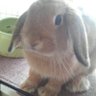 Profilbild von うーま