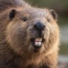 Фото профиля Beaver Groyper