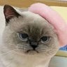 Mahar's profile picture