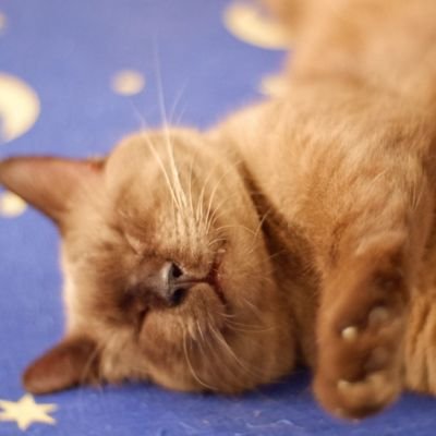 𝐬𝐚𝐲𝐜⚯𝐥𝐞𝐧𝐠𝐥𝐢𝐬𝐡™🧠📚🐈⬛'s profile picture