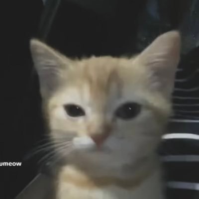 puripuricat__'s profile picture