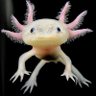 Profilbild von Jana & her axolotl